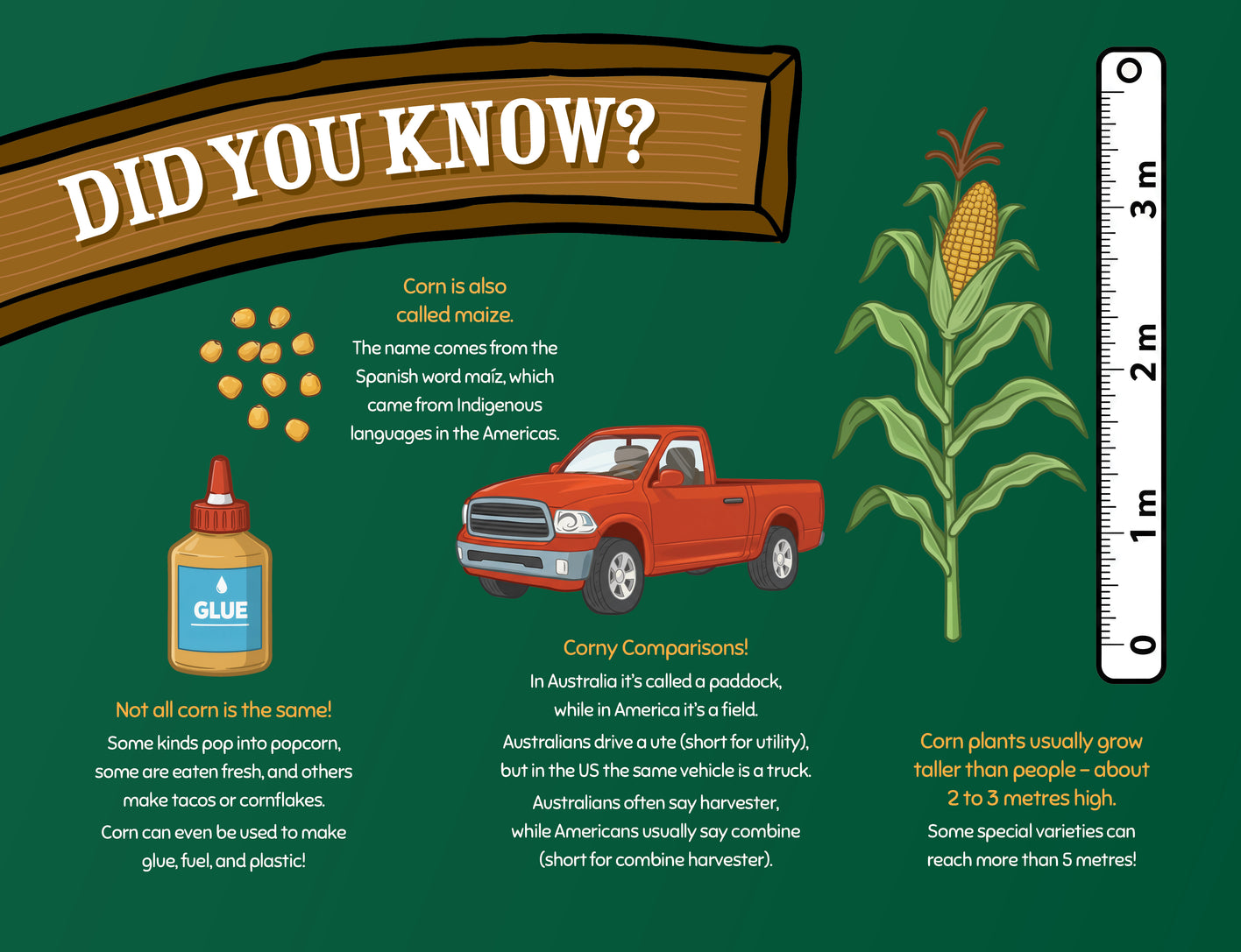 George the Farmer Kangaroo Cornfield